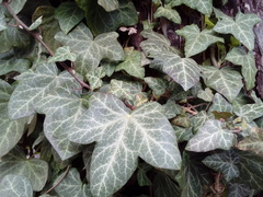 Hedera helix