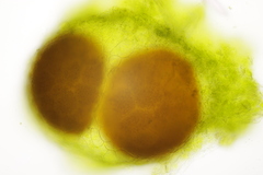 Synchytrium taraxaci