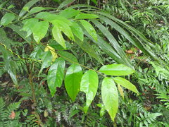 Glochidion acuminatum