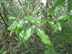 Beilschmiedia erythrophloia