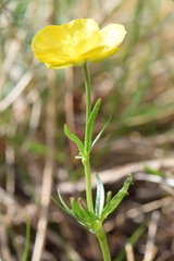 Ranunculus carinthiacus