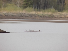 Chroicocephalus ridibundus