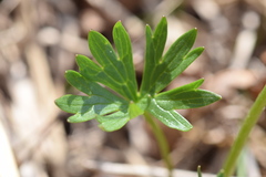 Ranunculus carinthiacus