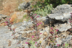 Teucrium divaricatum