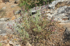 Teucrium divaricatum