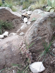 Maihueniopsis ovata