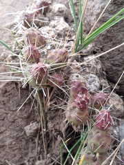 Maihueniopsis ovata
