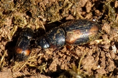 Eudolus quadriguttatus