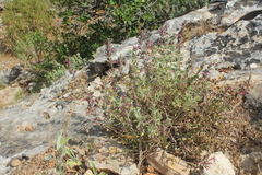 Teucrium divaricatum