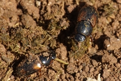 Eudolus quadriguttatus