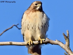 Buteo jamaicensis