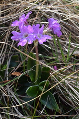 Primula glaucescens