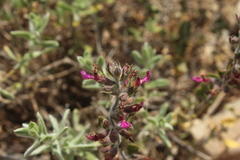 Teucrium divaricatum