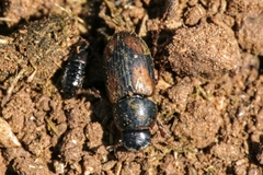 Eudolus quadriguttatus