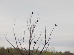 Corvus corax