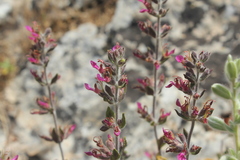 Teucrium divaricatum