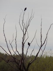 Corvus corax