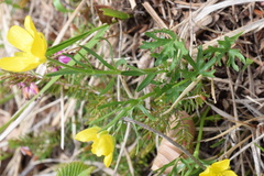 Ranunculus carinthiacus