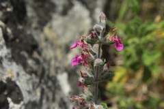 Teucrium divaricatum