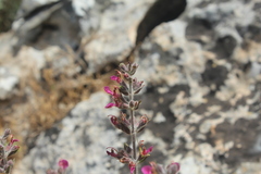 Teucrium divaricatum