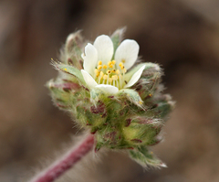 Ivesia argyrocoma