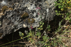 Teucrium divaricatum