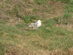 Larus