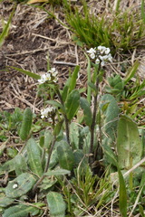 Arabis ciliata