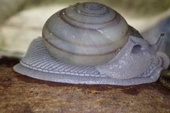 Kalidos