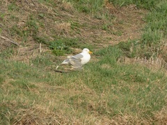 Larus