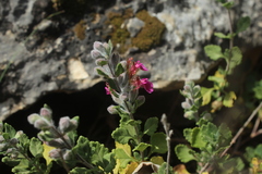 Teucrium divaricatum
