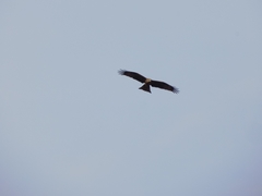 Milvus migrans