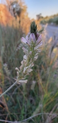 Onobrychis alba