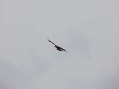 Milvus migrans