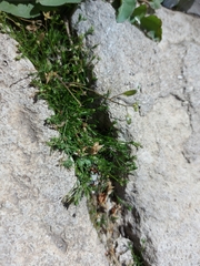 Sagina procumbens