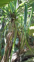 Pandanus sechellarum