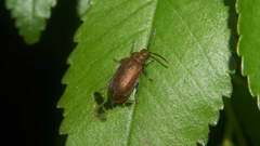Xanthogaleruca maculicollis