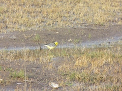 Motacilla citreola