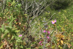 Teucrium divaricatum