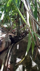 Pandanus sechellarum