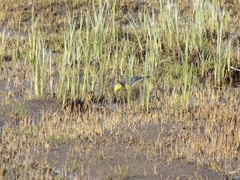 Motacilla citreola