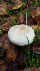 Hygrophorus eburneus image