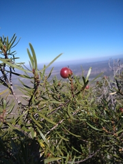 Colliguaja integerrima