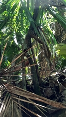 Pandanus sechellarum
