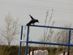 Corvus cornix