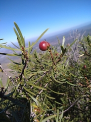 Colliguaja integerrima