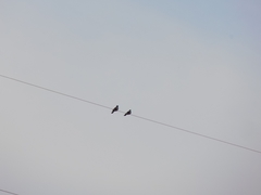 Corvus monedula