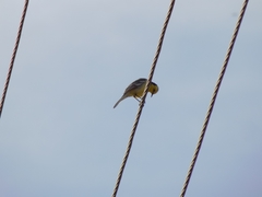 Motacilla citreola