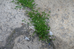 Sagina procumbens