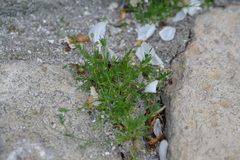Sagina procumbens